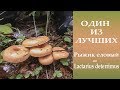 Один из лучших. Рыжик еловый - Lactarius deterrimus