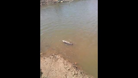 câu lure dính cá mú tại vũng tàu - nai hý