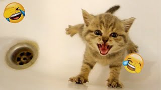 Funny Dogs And Cats Videos 2023 😅 - Best Funniest Animal Videos Of The Month #64 by CCA Pets 86 views 5 months ago 11 minutes, 35 seconds