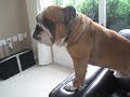 Fred thinks he's an Elephant!