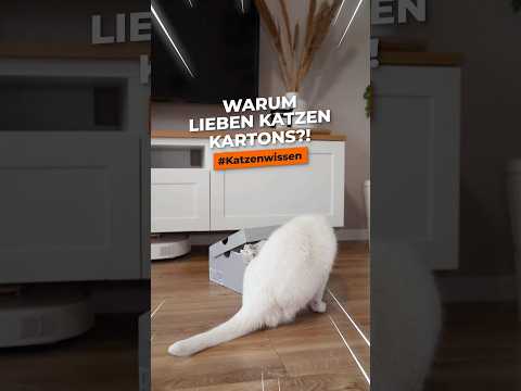 Video: Wise Cat erklärt den Super Bowl in der neuesten Episode 