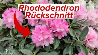 Rhododendron Rückschnitt - Das solltest du beachten! Idealer Zeitpunkt, Schnitttiefe und mehr