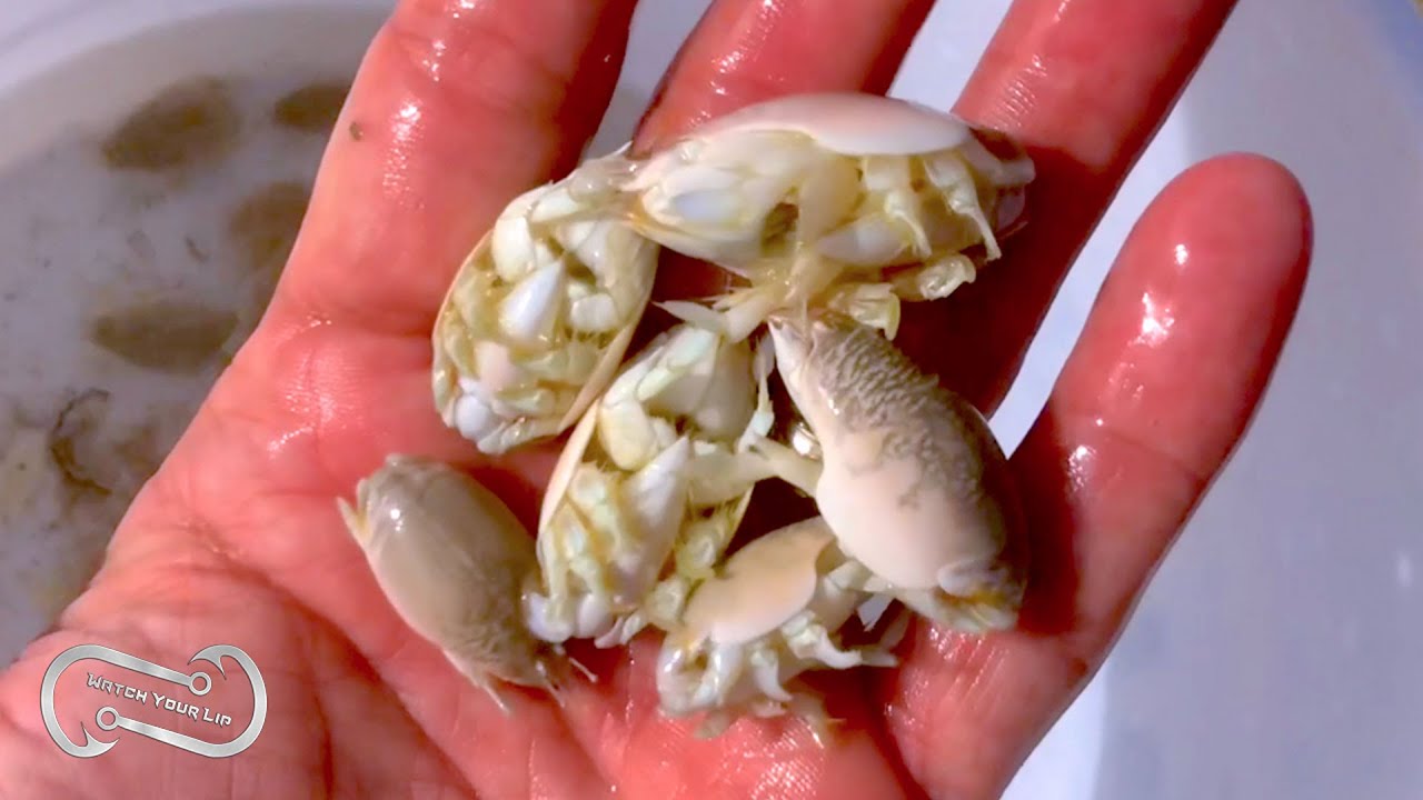ALL ABOUT SAND FLEAS - the Beachfishing Bait of Champions 