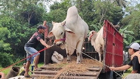 Sapi2 PO Monster Kelas Extreme Mulai Berdatangan Di Arena Kontes Sapi PO Kebumen