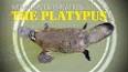 The Intriguing History of the Astounding Platypus ile ilgili video