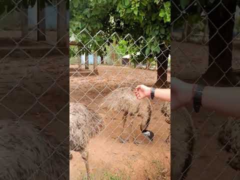 fun with Emu🤩