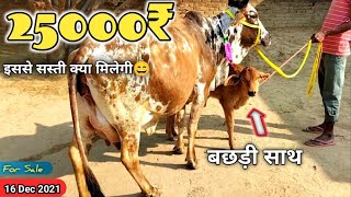 25000₹ Gadri Rathi Cow 10 Liter Milk Ready With Female Calf Vikram Singh7229819146 #Rathi Cow Farm