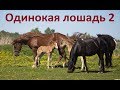 Уже не одинокая лошадь. Продолжение. Машка и Малиновка.