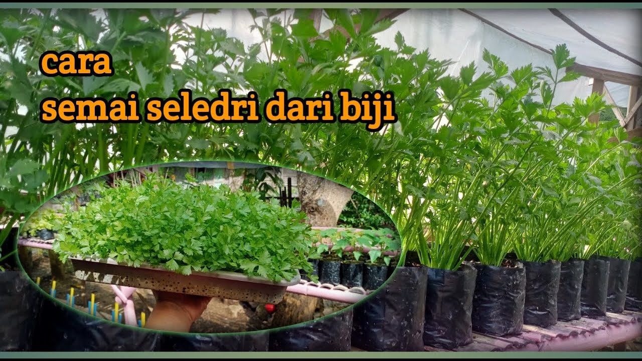 Semai seledri dari biji