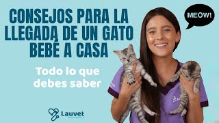 CONSEJOS PARA LA LLEGADA DE UN NUEVO GATITO A CASA  Lauvet