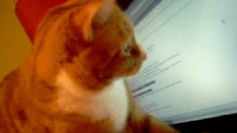 Cute Cat Chases Computer Cursor