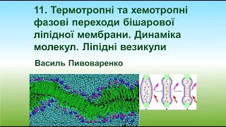 11. Фазові переходи бішарової ліпідної мембрани. Динаміка молекул. Ліпідні везикули