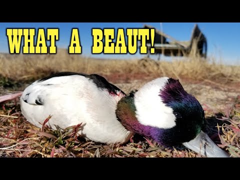 Video: Hur många buffleheads kan du skjuta?