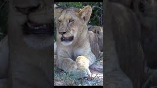 Majestic young male lion #krugernationalpark