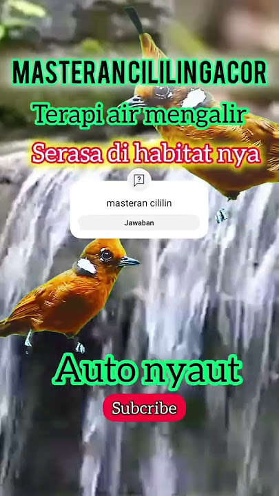masteran burung cililin terapi air @rayadhanyavideo