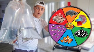 Spin the MYSTERY Wheel \& BUYING whatever it Lands on - Challenge