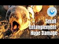 Seal Rescue: Small Entanglement, Huge Damage