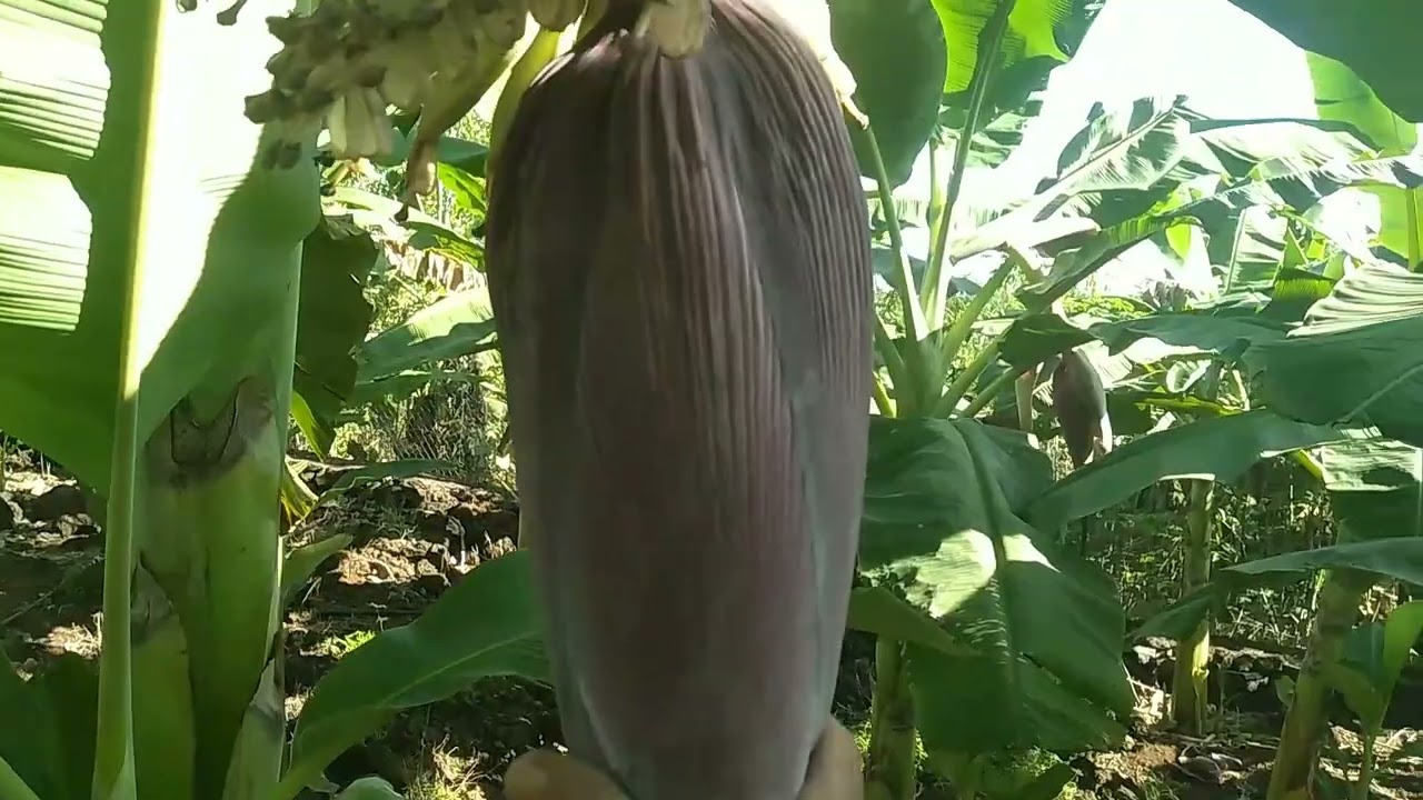 Chuối này mà vô Tết thì quá ngon 