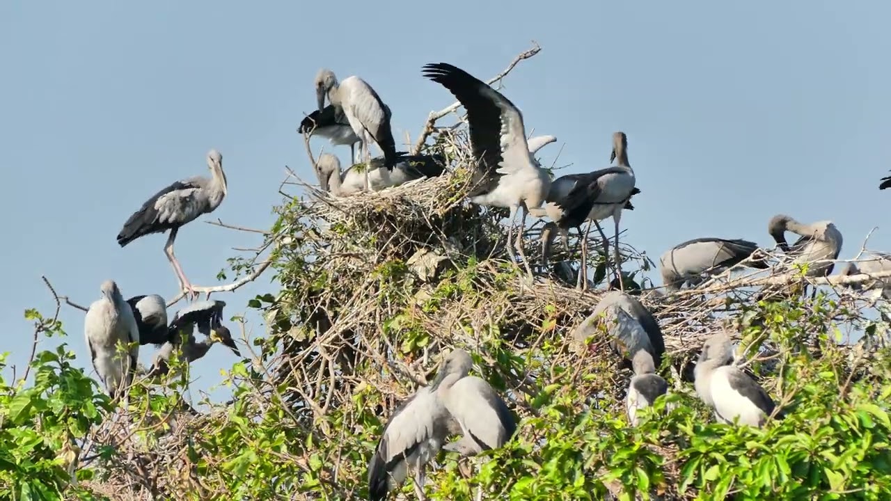 AMAZING LIFE OF BIRDS Wildlife Documentary 0022