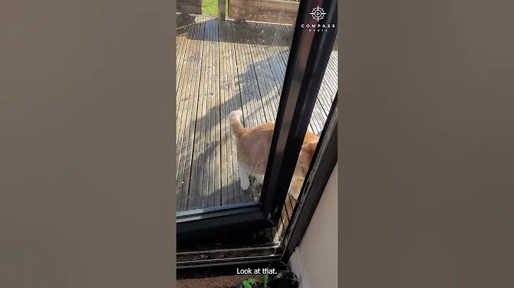 Clever Cat Fakes Paw Injury to Get Inside House - DayDayNews