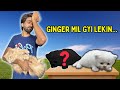 Ginger mil gyi lekin 