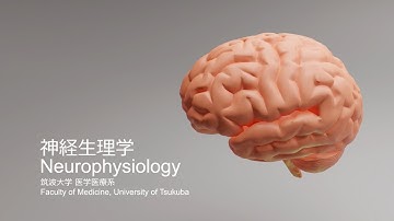 Introduction of Neurophysiology Lab, University of Tsukuba 神経生理学研究室（筑波大学）紹介