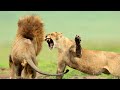 The Vicious Battle Of Big Cats And Crocodiles | Africa's Deadliest | Real Wild