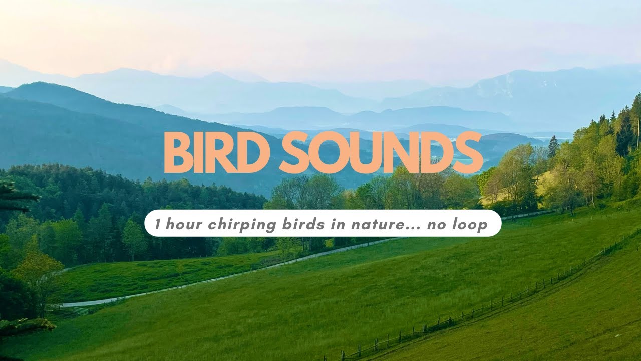 Relaxing Bird Sounds - Chirping Birds Dawn Chorus | Morning Meditation ...