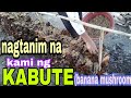 Buhay probinsya-day#1|actual na pag tatanim nga KABUTE(banana mushroom)