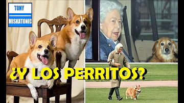 ¿Por qué la Reina dejó de criar corgis?