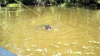 Alligators love hot dogs!