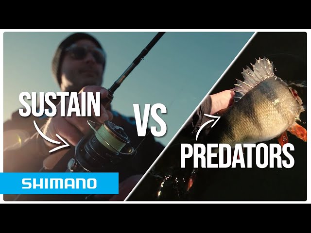 Perch and zander vs the Sustain rod and reel, INCREDIBLE soft-bait fishing