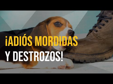 Video: Cómo Evitar Que Un Cachorro (o Un Perro Adulto) Mastique Todo