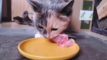 Blue Tortie chews on meaty Rabbit bone