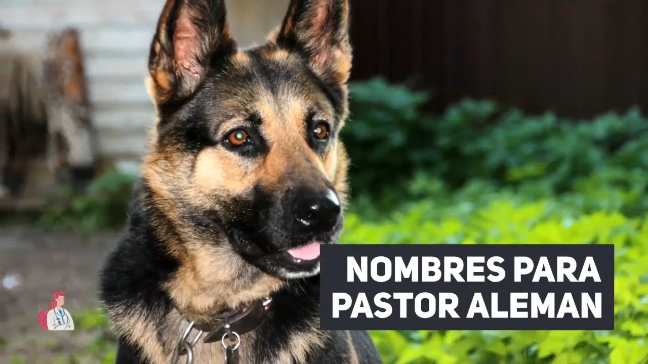 +40 NOMBRES PARA PERROS PASTOR ALEMAN YouTube +40 NOMBRES PARA PERROS PASTOR ALEMAN YouTube