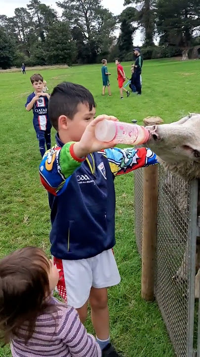 GREEDY SHEEP// PETTING FARM