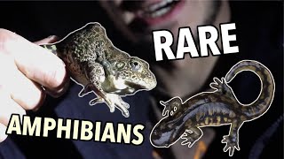 Finding CRAWFISH FROGS And TIGER SALAMANDERS! (Part 1)