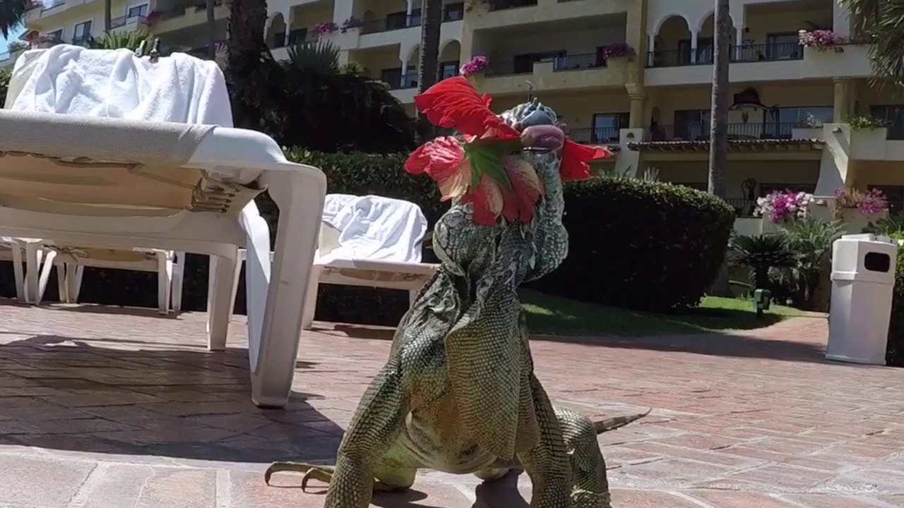 Iguana eats Hibiscus Flower YouTube
