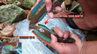 REKORR TERBARU..!! Mancing Channa Limbata Super Mewah || Sungai Yang Banyak Channa ikan Limbatanya