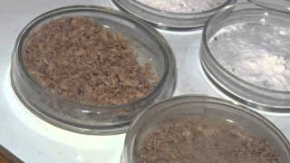 видео Защита зерна от амбарных вредителей и грызунов