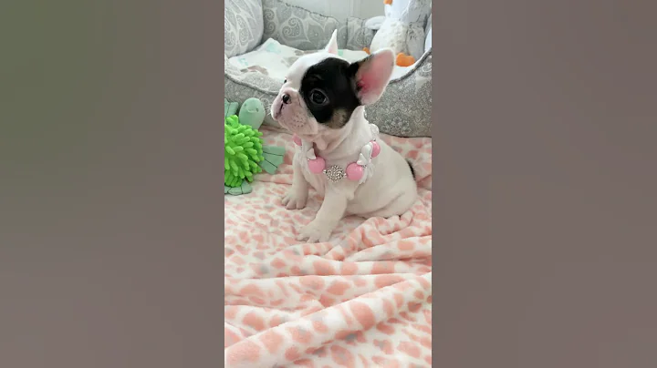 “🐶💖 When Frenchie puppies 🐶 don’t get their way 😂” Poetic French Bulldog Puppies 🏝 Miami Beach - DayDayNews