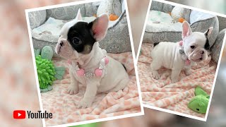 “ When Frenchie puppies  don’t get their way ” Poetic French Bulldog Puppies  Miami Beach