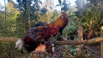 Dib qaib qus. Ep.1 13/11/2025