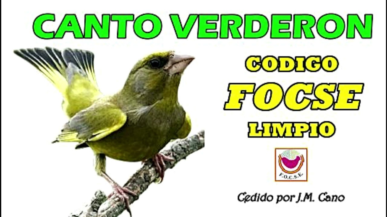 📀𝘾𝘿 𝘾𝘼𝙉𝙏𝙊 𝙑𝙀𝙍𝘿𝙀𝙍𝙊𝙉 𝘾𝙊𝘿𝙄𝙂𝙊 𝙁𝙊𝘾𝙎𝙀 𝙇𝙄𝙈𝙋𝙄𝙊  𝙀𝘿𝙐𝘾𝘼𝙍 𝙑𝙀𝙍𝘿𝙀𝙍𝙊𝙉𝙀𝙎, 𝘾𝙃𝙄𝙑𝙊𝙉, 𝙉𝙊𝙑𝙀𝙇𝙀𝙎, 𝙅𝙐𝙑𝙀𝙉𝙄𝙇𝙀𝙎 𝙋𝘼𝙍𝘼 𝘾𝙊𝙉𝘾𝙐𝙍𝙎𝙊