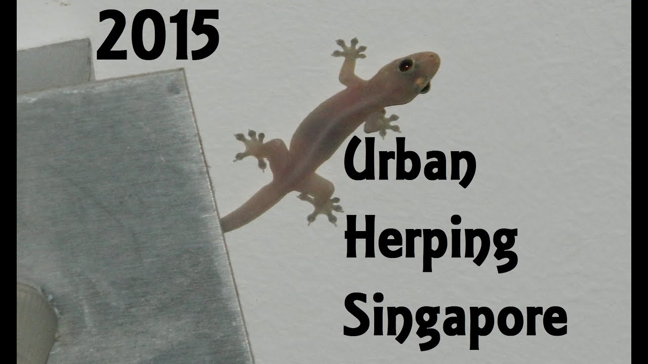 Urban Herping / Searching For Geckos In Singapore 2015 [FullHD] YouTube