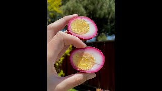 Pickled Red Beet Eggs (Beautiful! Have you ever tried pickled eggs?)