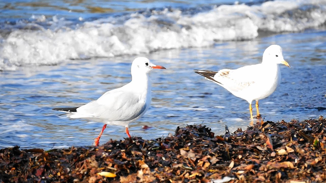 カモメが波打ち際で足をパチャパチャする仕草が可愛い 海鳥 Bird Youtube