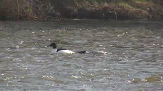Morčák velký-námluvy a páření; Goosander- courting and mating 1