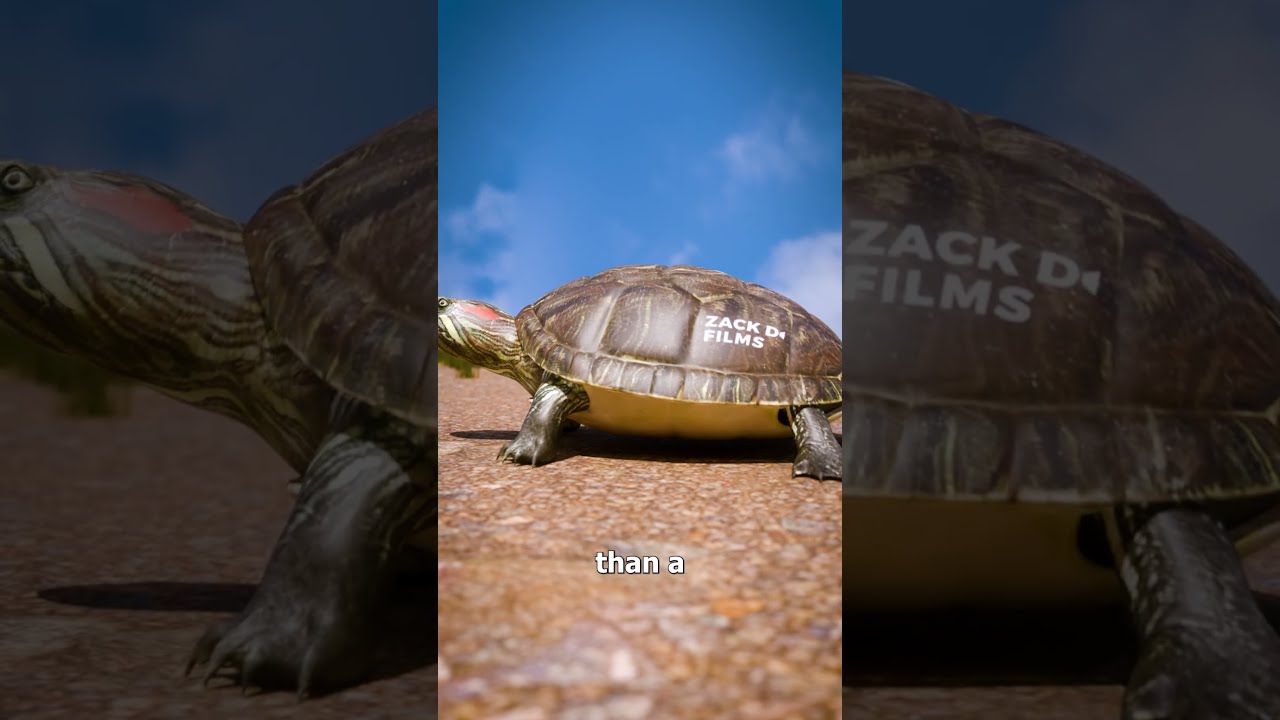 Can A Turtle Take Off Their Shell 