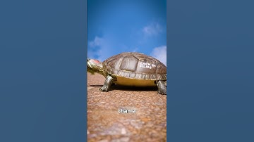 Thumbnail of Can A Turtle Take Off Their Shell? 🐢